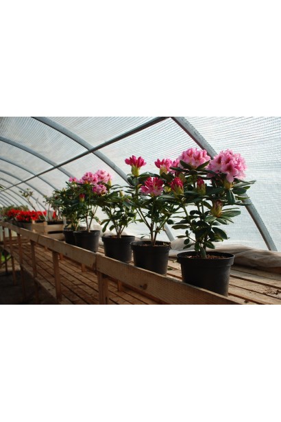 Рододендрон Розеум Елеганс - 5-7,5л/вис.30-40см/Ø30-40см